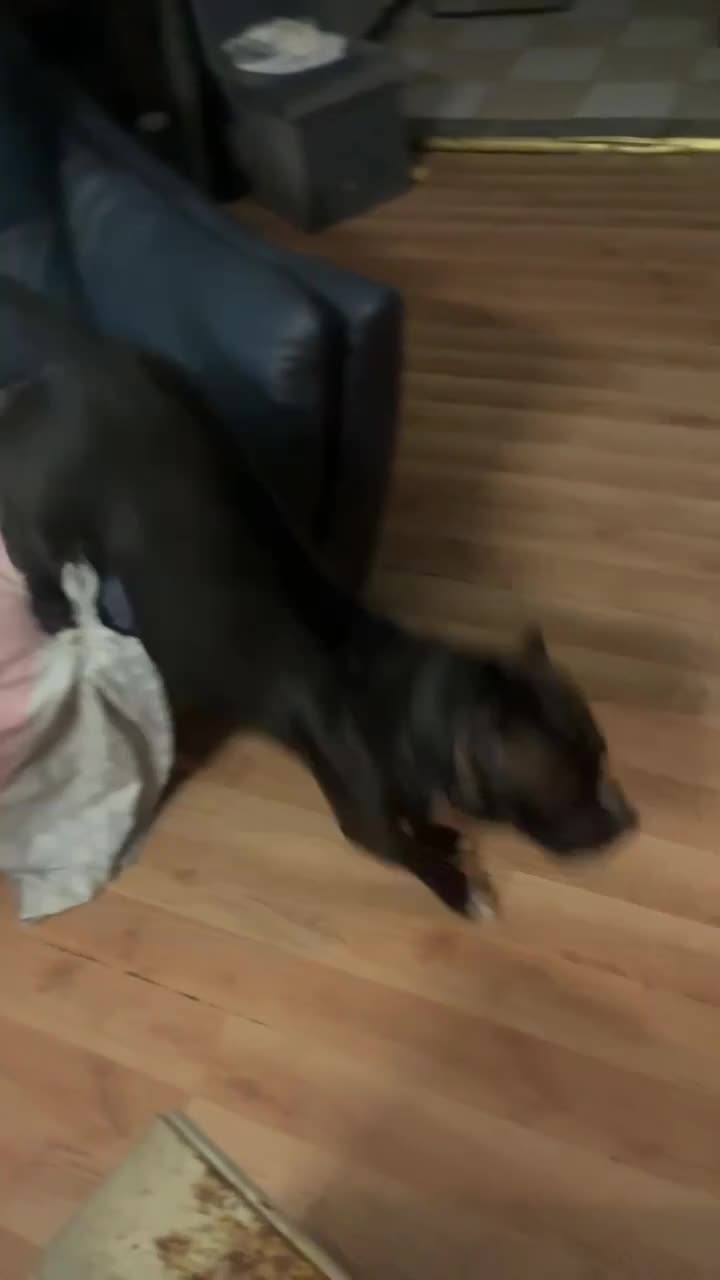American Bully dogs for sale: American Bully 1 - Video 1