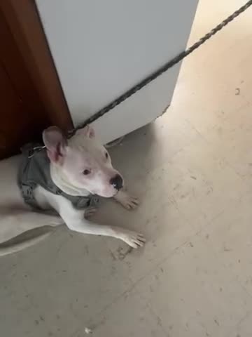 Mixed Breed dogs for sale: Mixed Breed 1 - Video 1