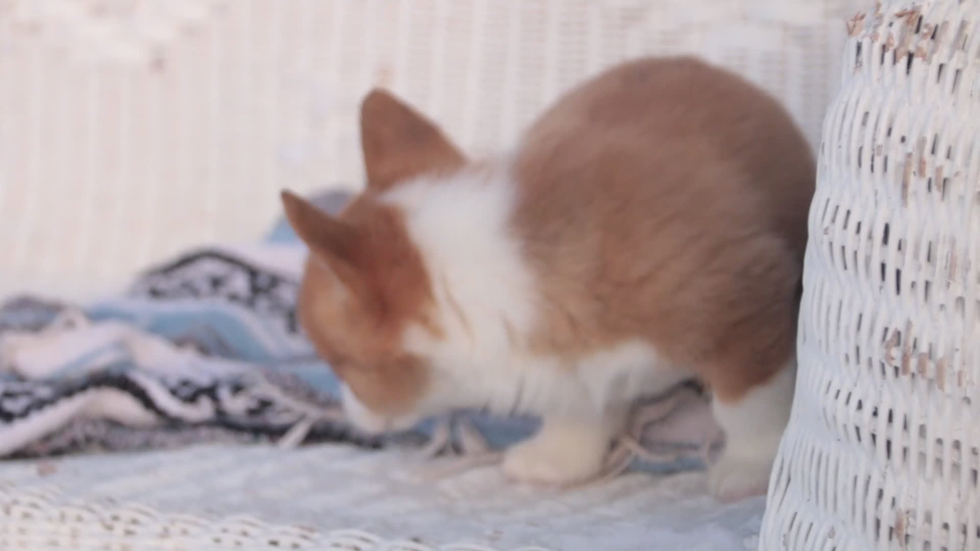 Welsh Corgi Pembroke dogs for sale: Spike - Video 1