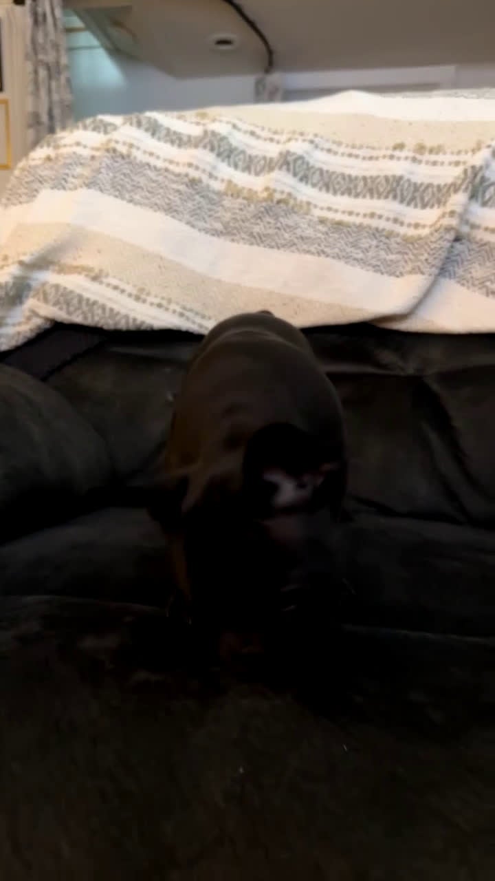 French Bulldog dogs for sale: French Bulldog Puppy 2 - Video 2