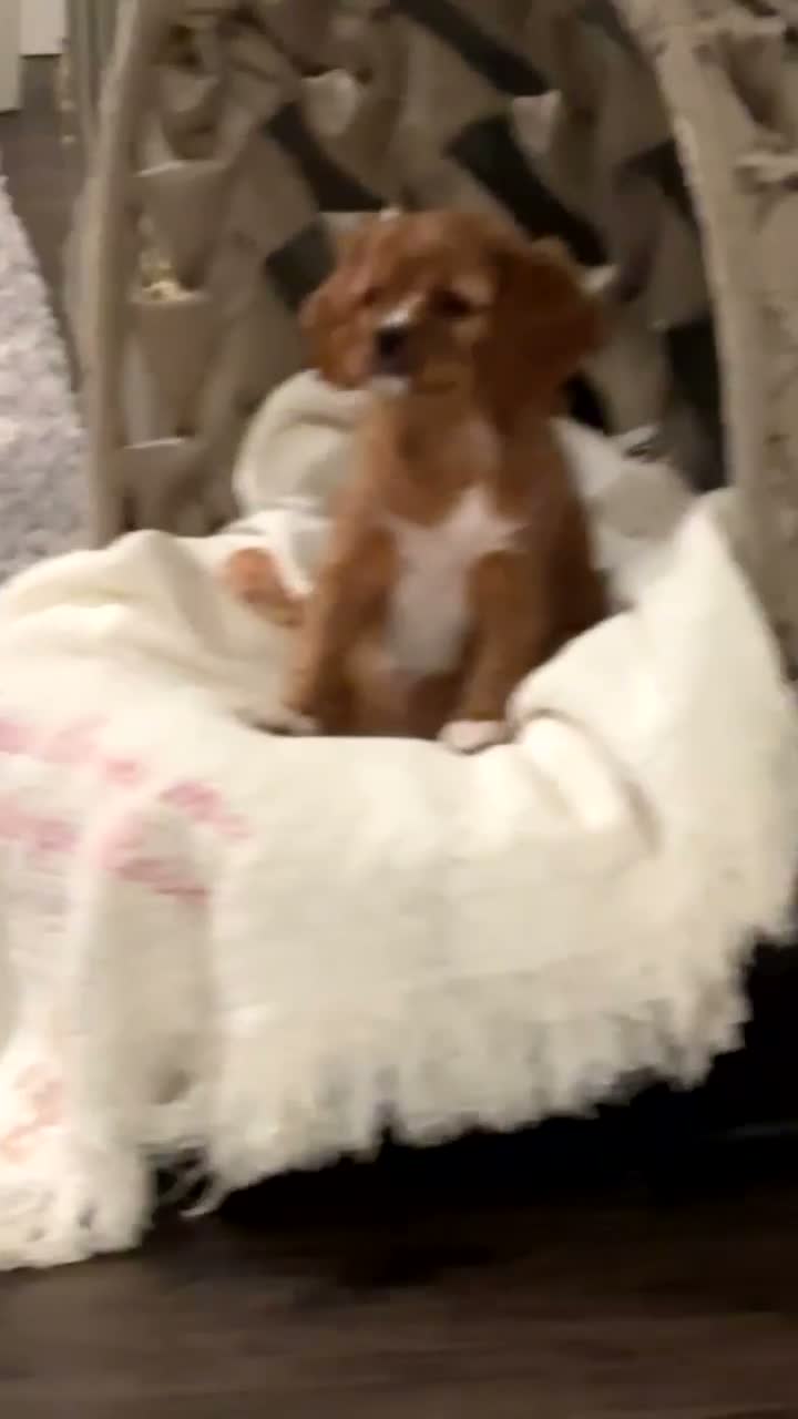 Cavapoo dogs for sale:  Lily - Video 1