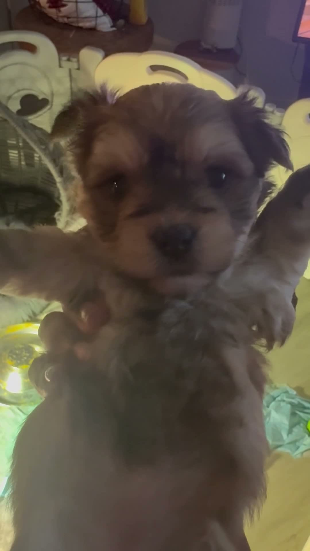Morkie dogs for sale: Truffles - Video 1
