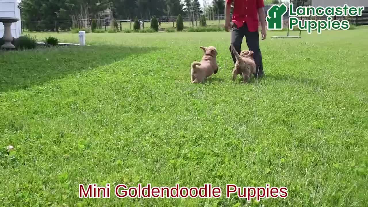 Mini Goldendoodle dogs for sale: Paisley - Video 1
