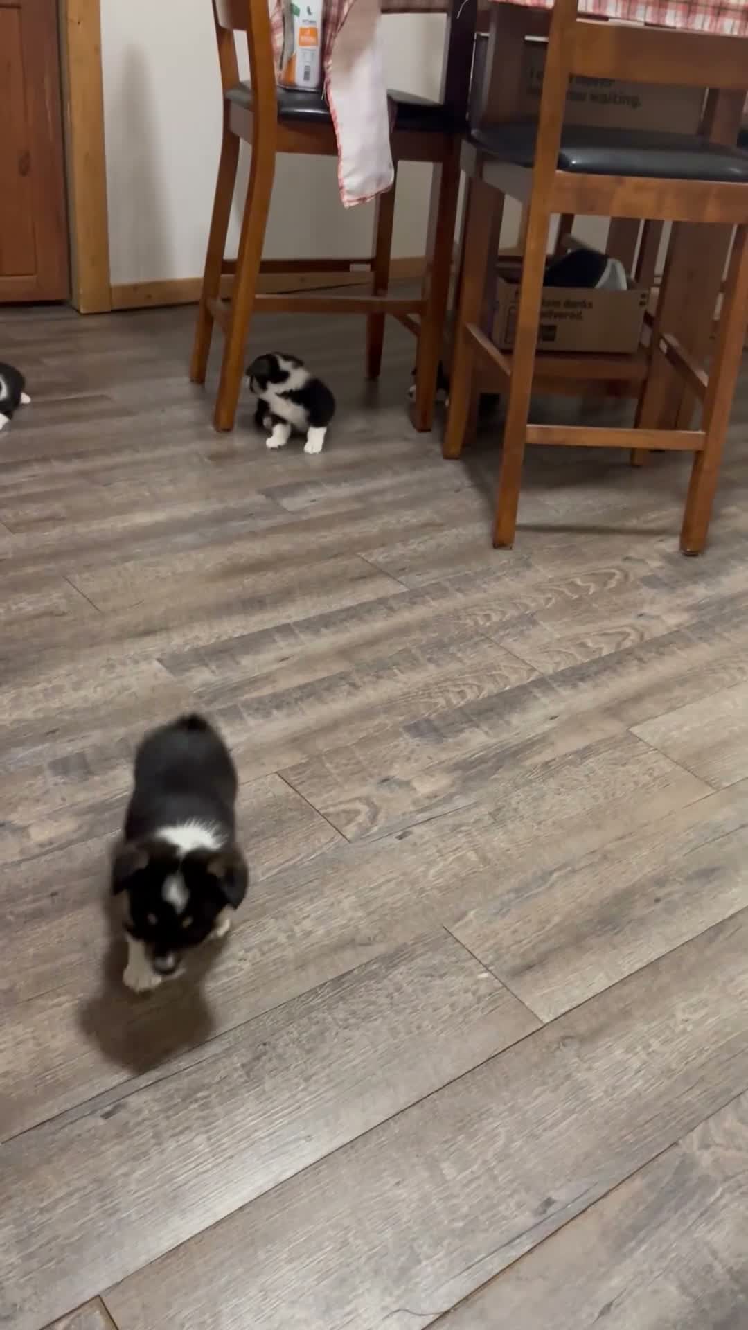 Welsh Corgi Pembroke dogs for sale:  3 - Video 1