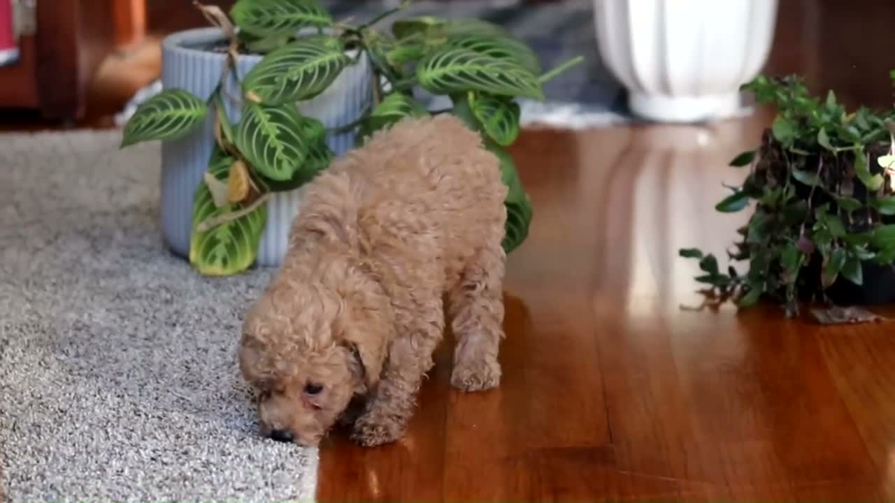 Miniature Poodle dogs for sale: Chloe - Video 5