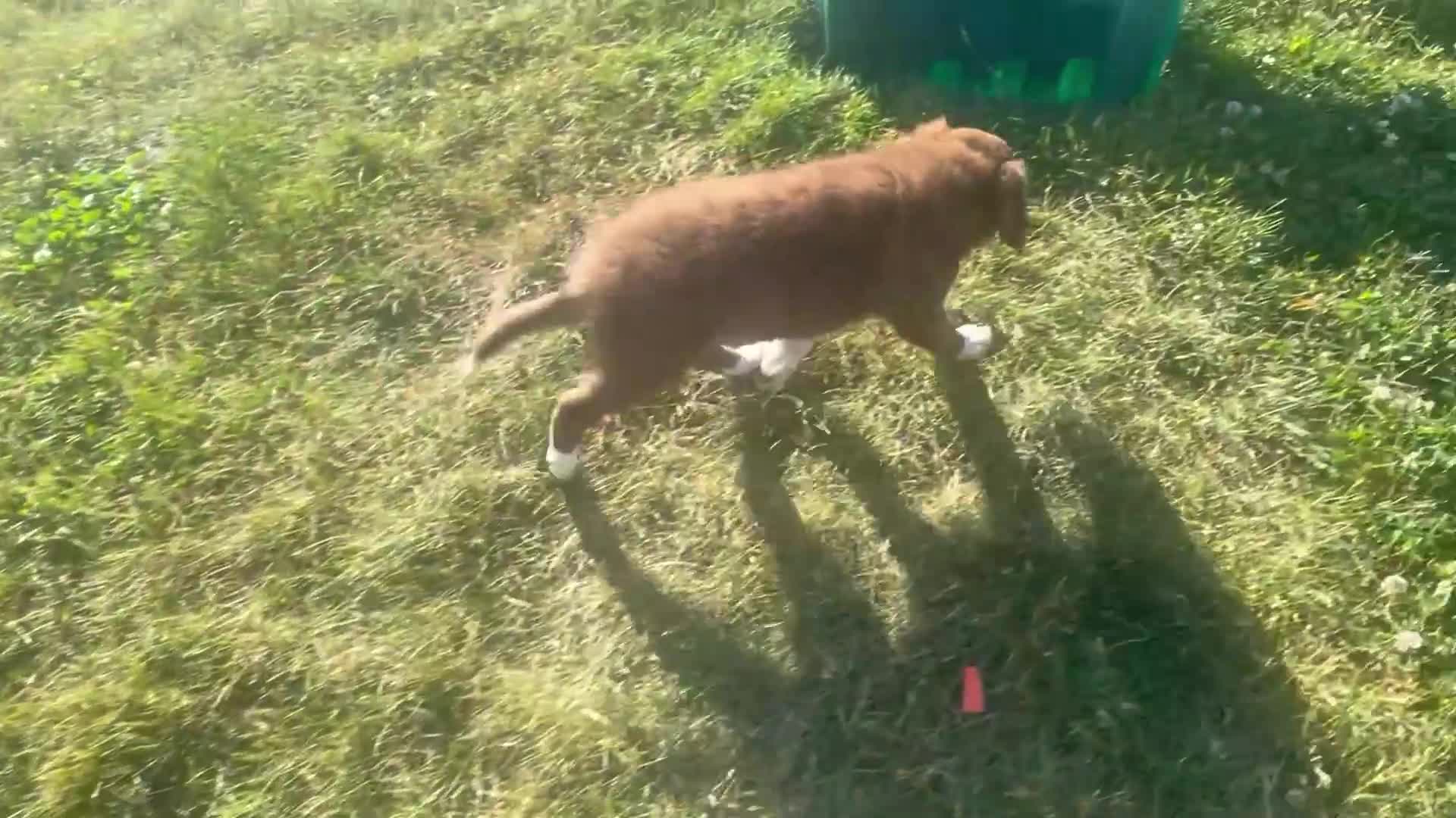 Border Collie dogs for sale: Billow - Video 1