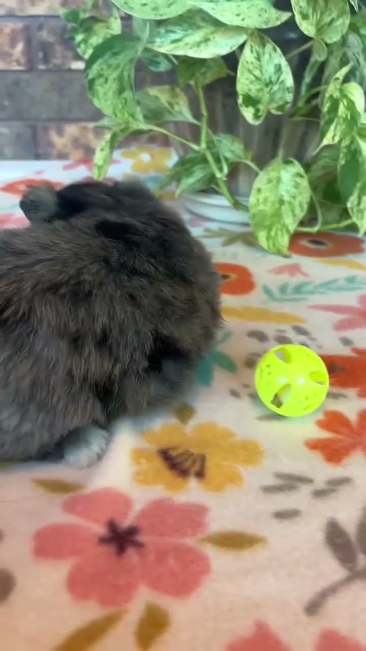 Pomapoo dogs for sale: Pomapoo 4 - Video 1