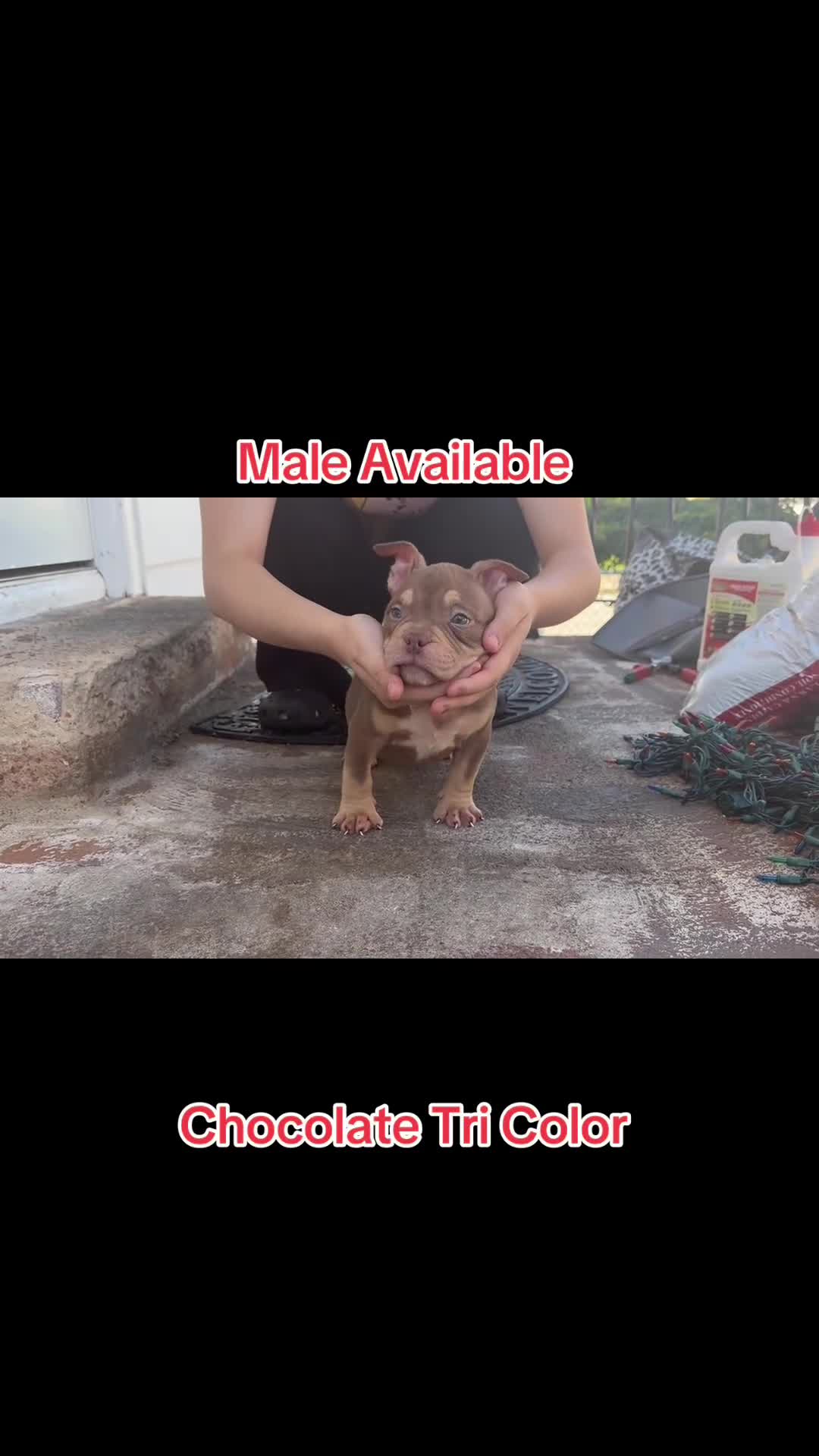 American Bully dogs for sale: American Bully Chocolate Tri Color  - Video 1