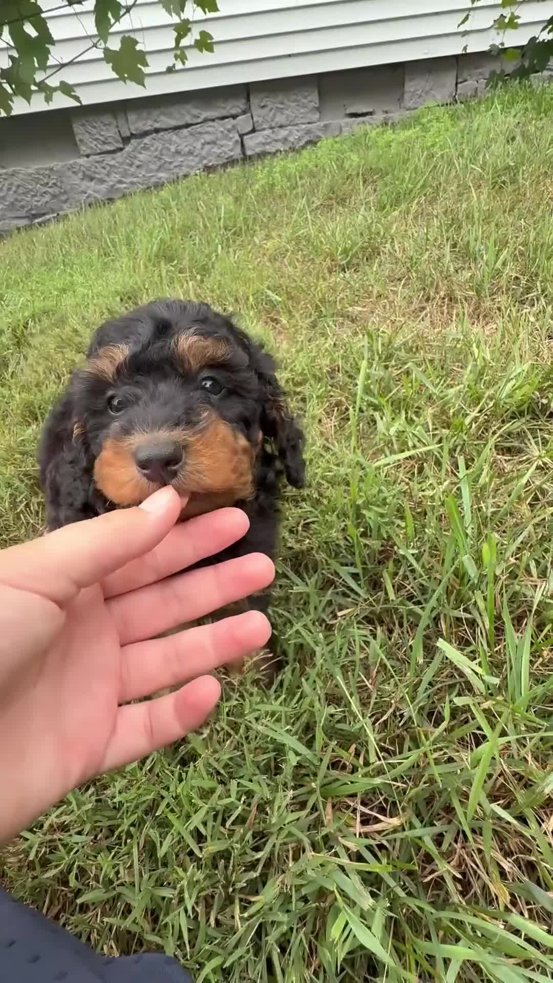 Aussiedoodle dogs for sale: Austin - Video 1