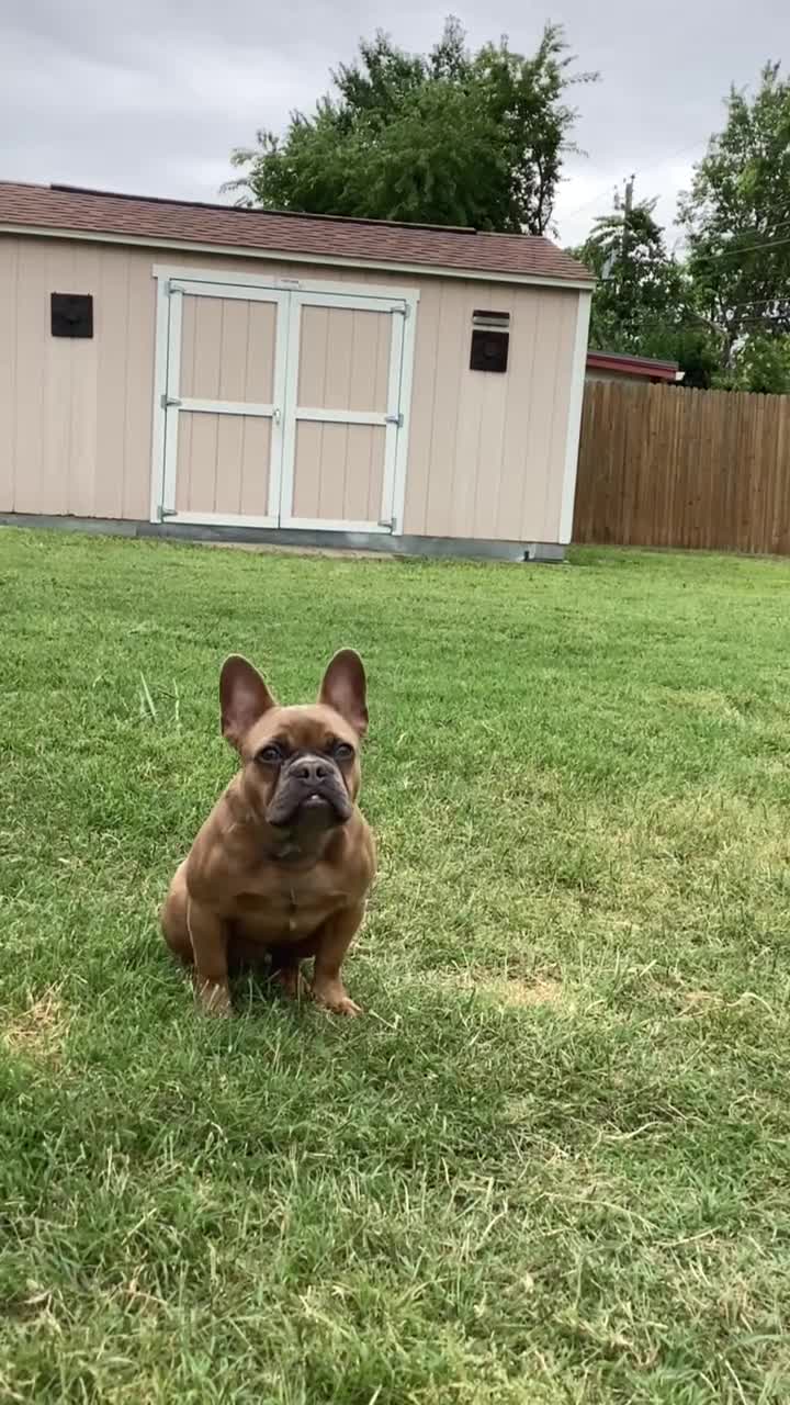 French Bulldog dogs for sale: French Bulldog 1 - Video 2