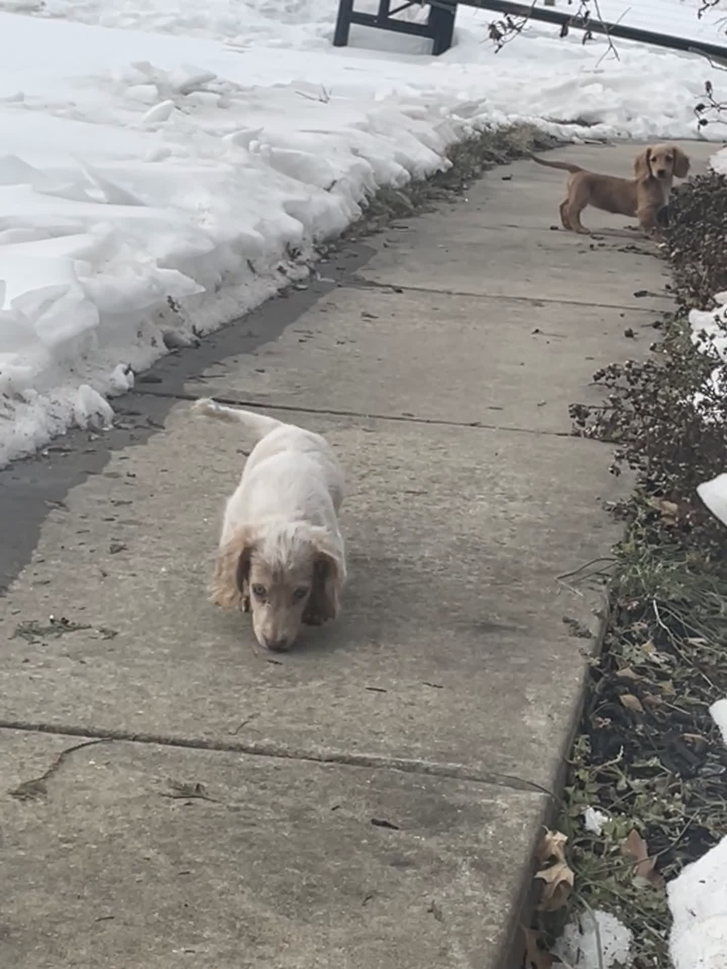 Miniature Dachshund dogs for sale: Chelsea  - Video 3