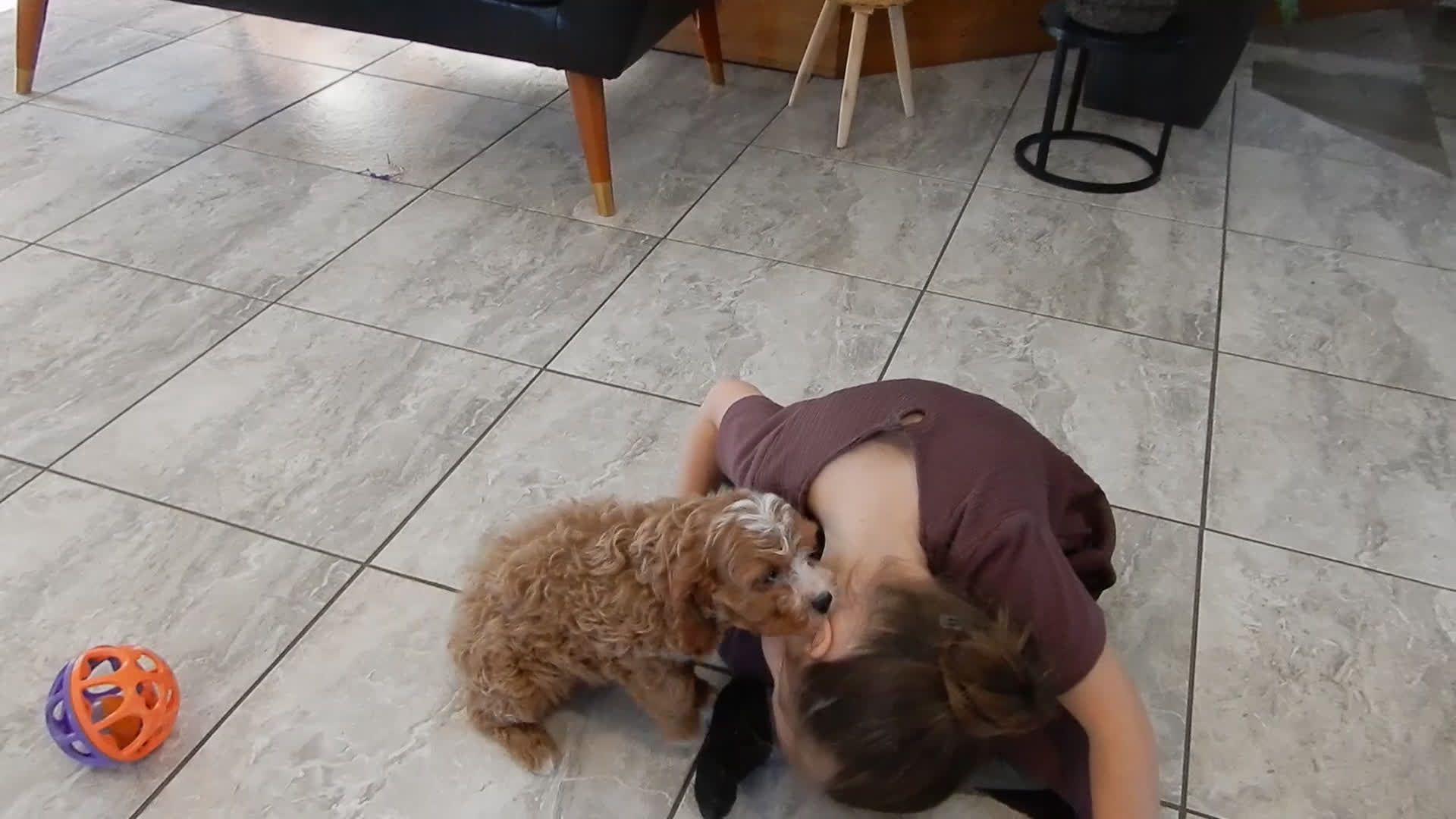 Cavapoo dogs for sale: Simon - Video 1