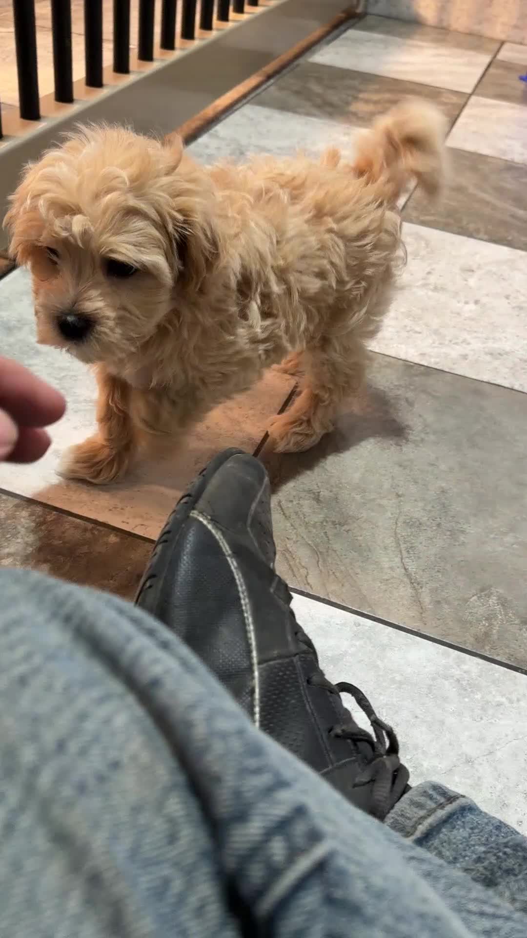 Maltipoo dogs for sale: Ace - Video 1