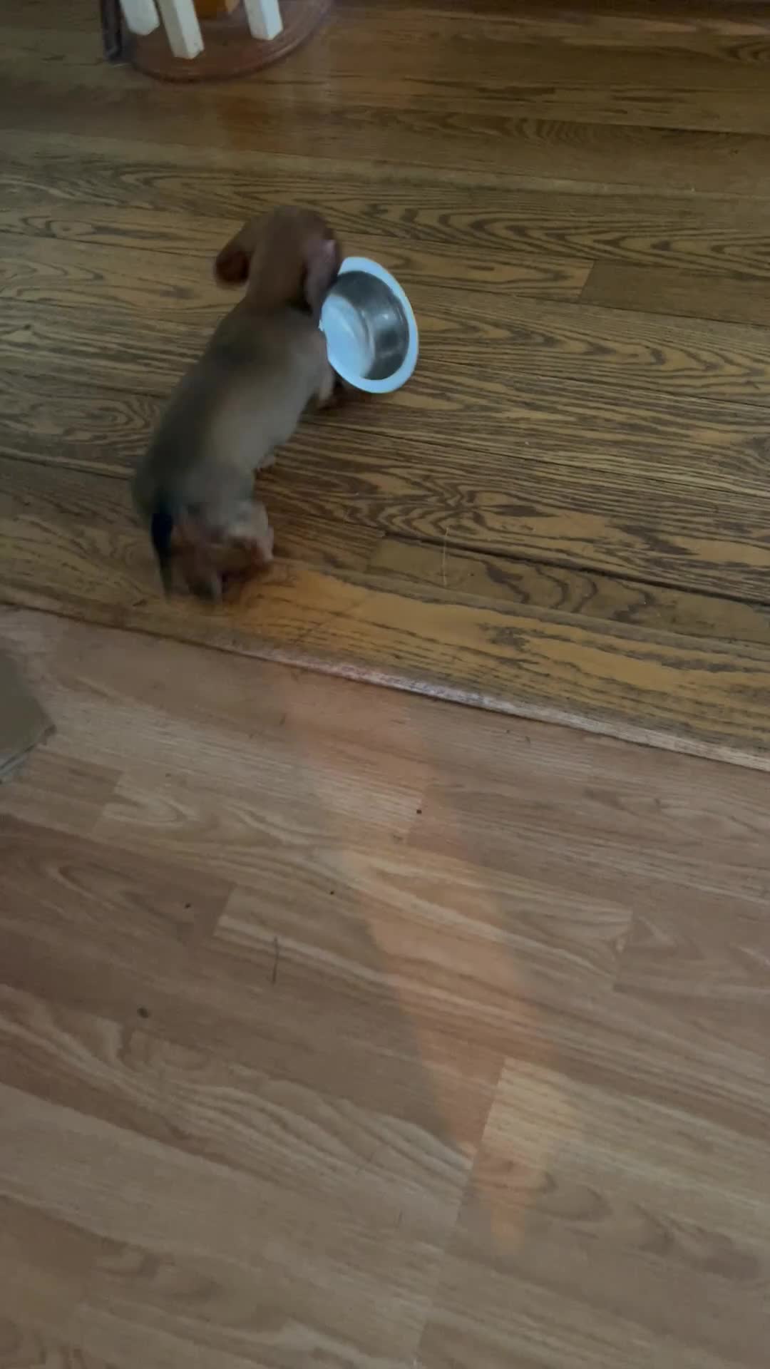 Miniature Dachshund dogs for sale: Hazel - Video 1