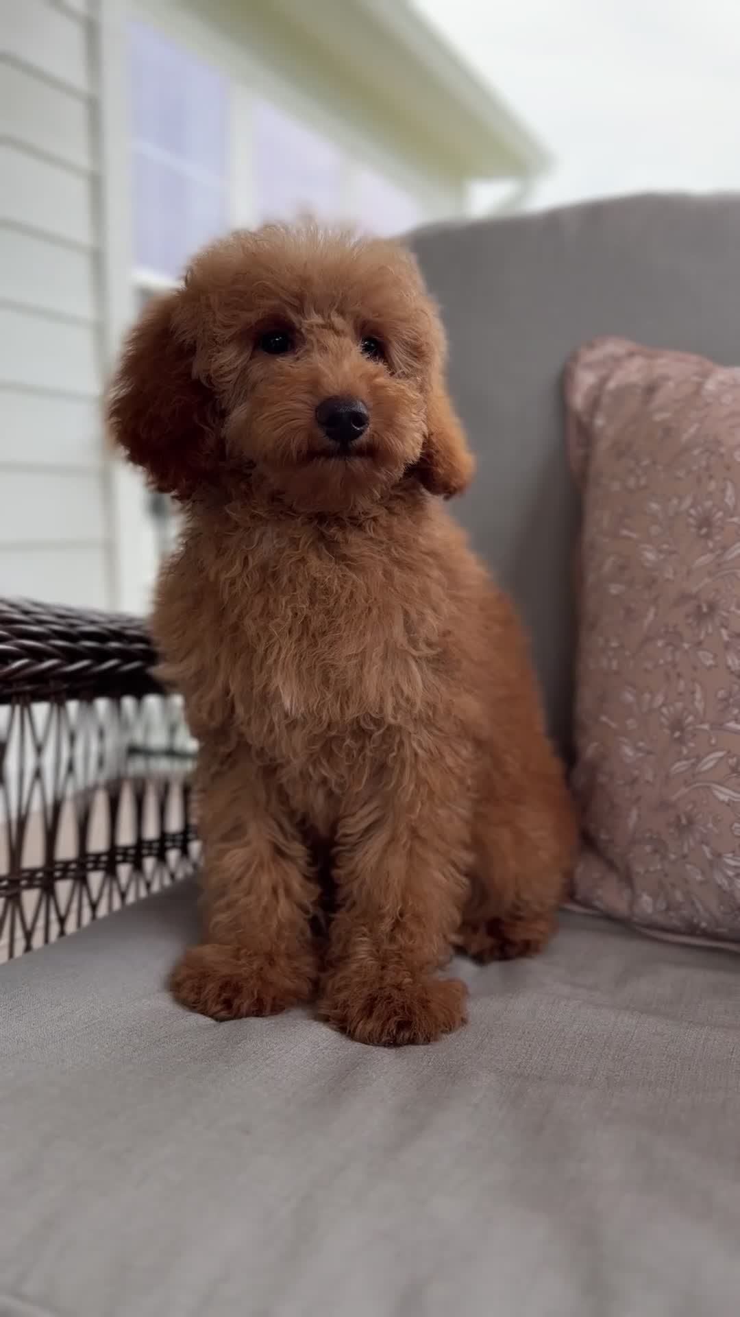 Mini Goldendoodle dogs for sale: Mini Goldendoodle 3 - Video 1