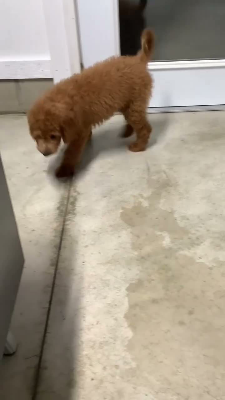 Goldendoodle dogs for sale: Goldendoodle 1 Rascal - f1b   - Video 2