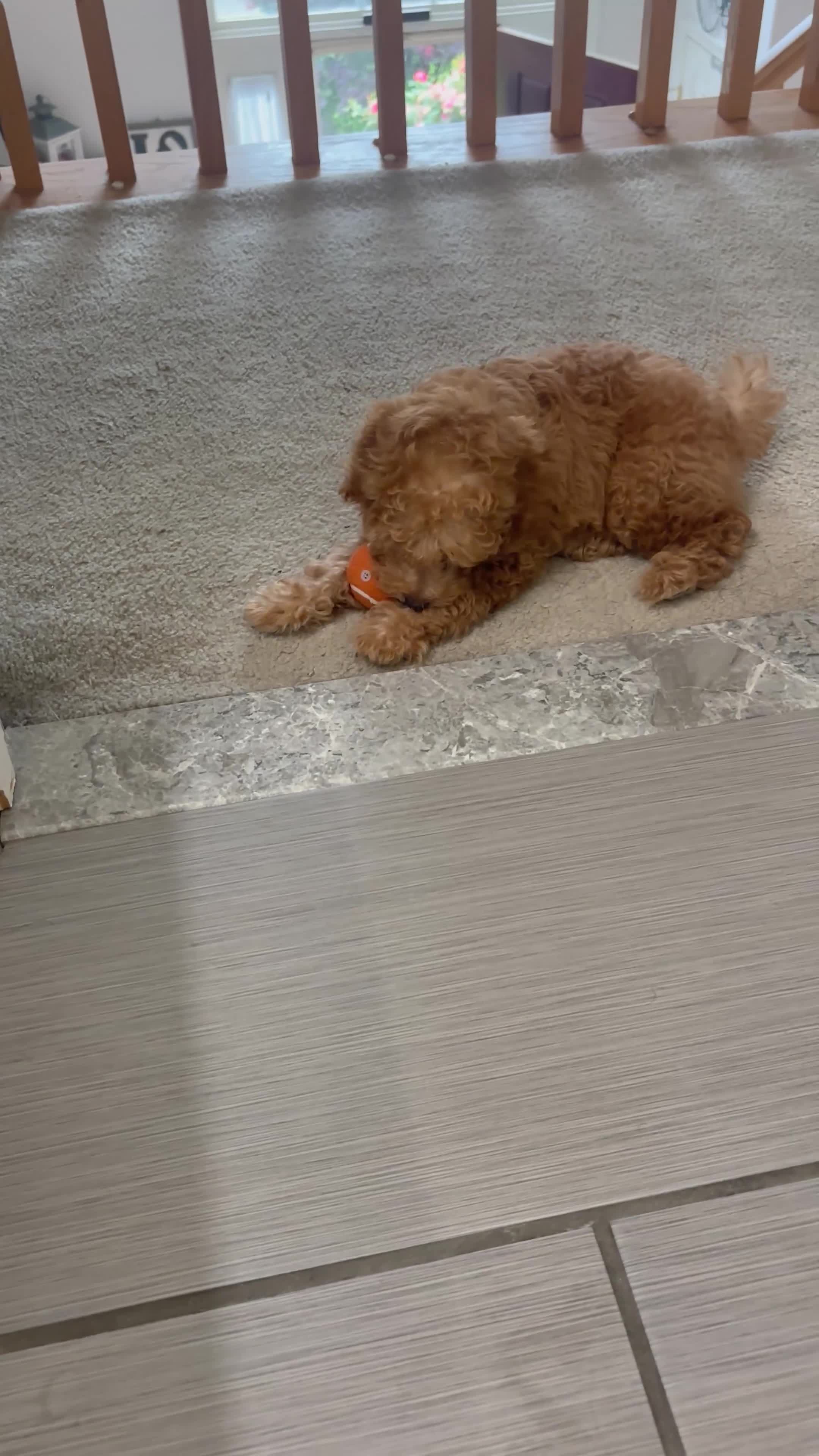 Miniature Poodle dogs for sale: Geo - Video 3