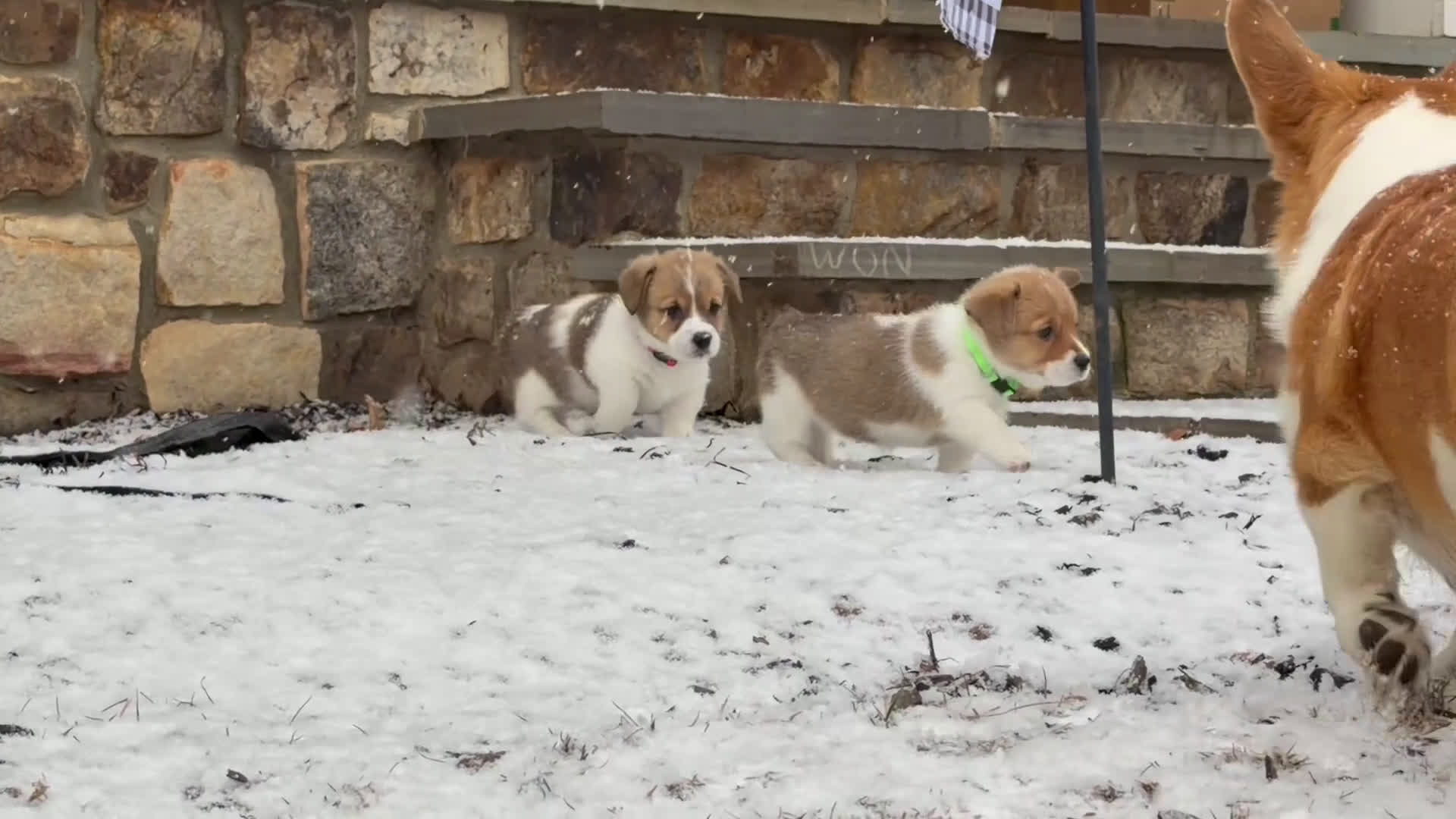 Welsh Corgi Pembroke dogs for sale: Lilo - hot pink - Video 3