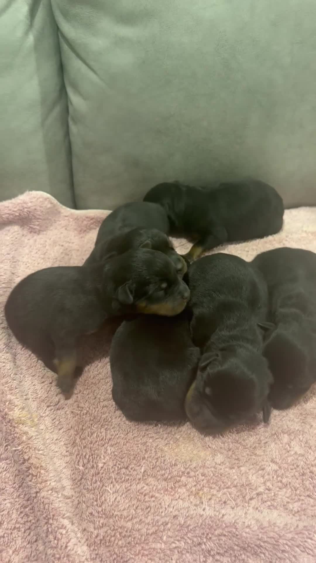 Rottweiler dogs for sale: Rottweiler Puppy 5 - Video 1