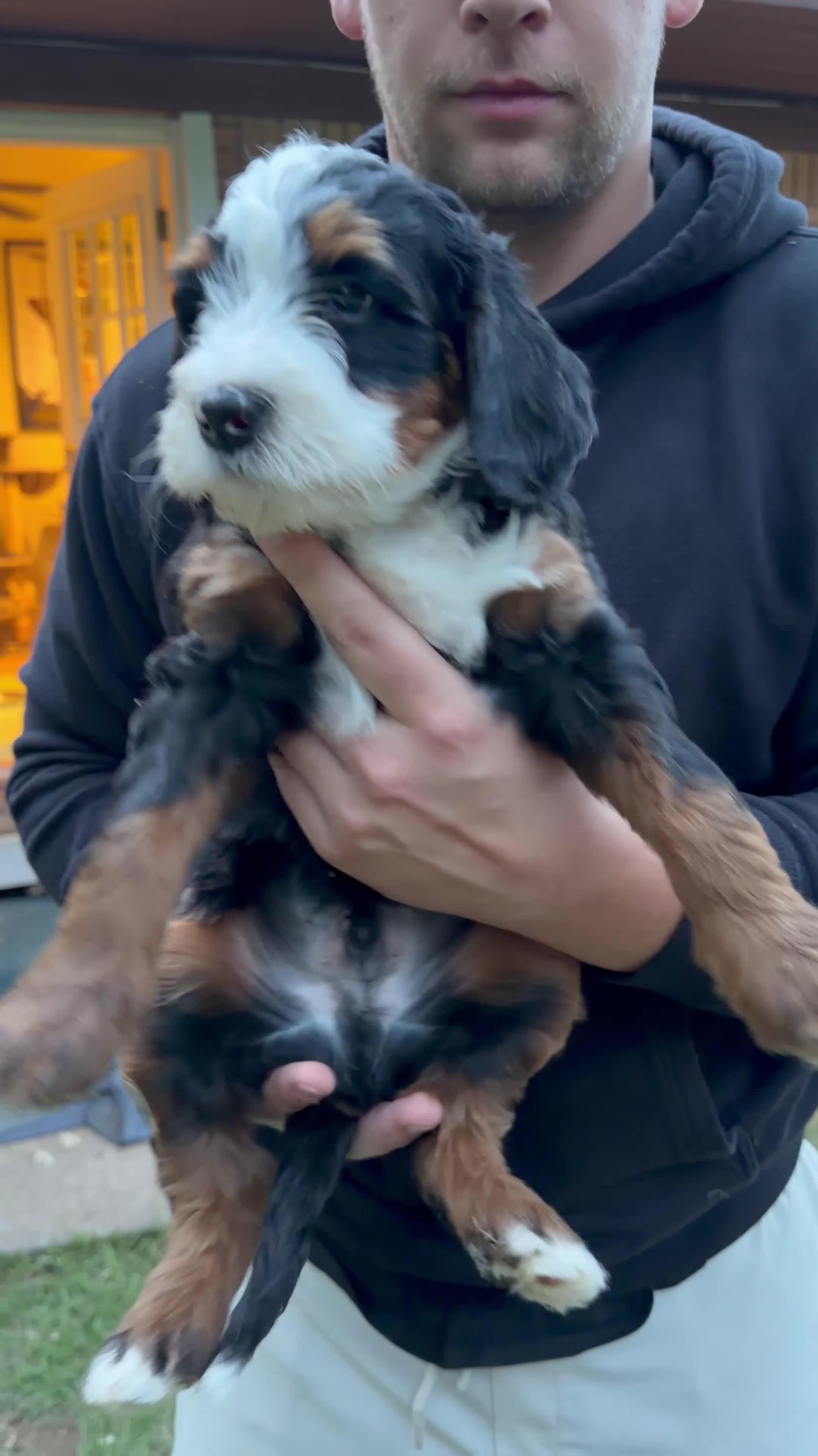 Mini Bernedoodle dogs for sale: Pepperoni - Video 1