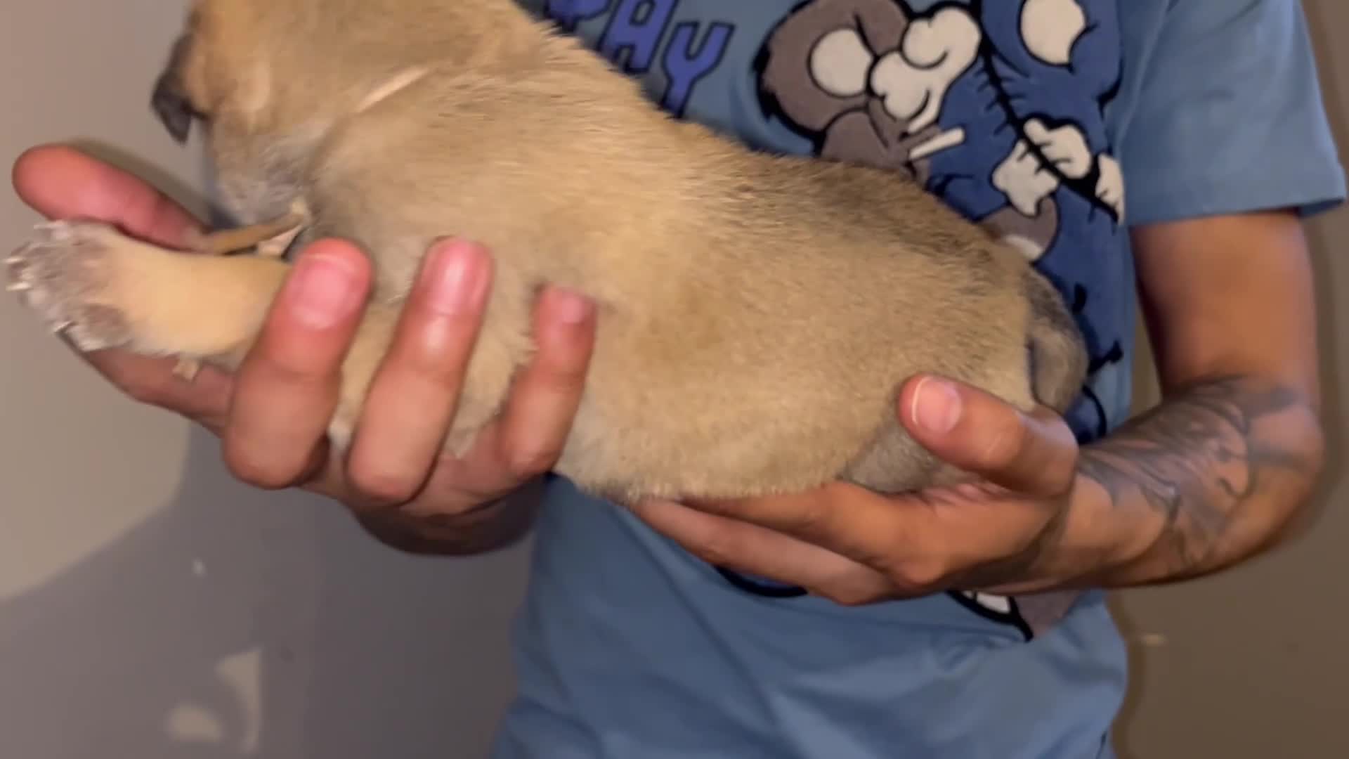 Mixed Breed dogs for sale: Light pink - Video 2