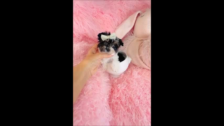 Yorkshire Terrier dogs for sale: Teacup Yorkshire Terrier 1 - Video 1