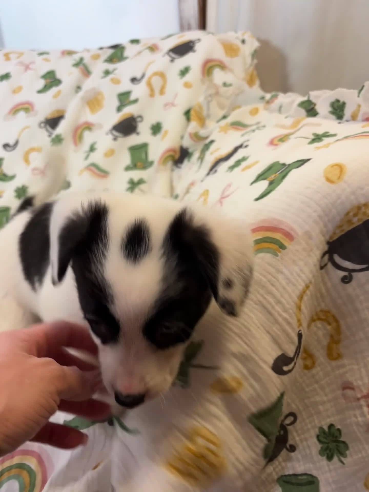 American Corgi dogs for sale: Dottie - Video 1