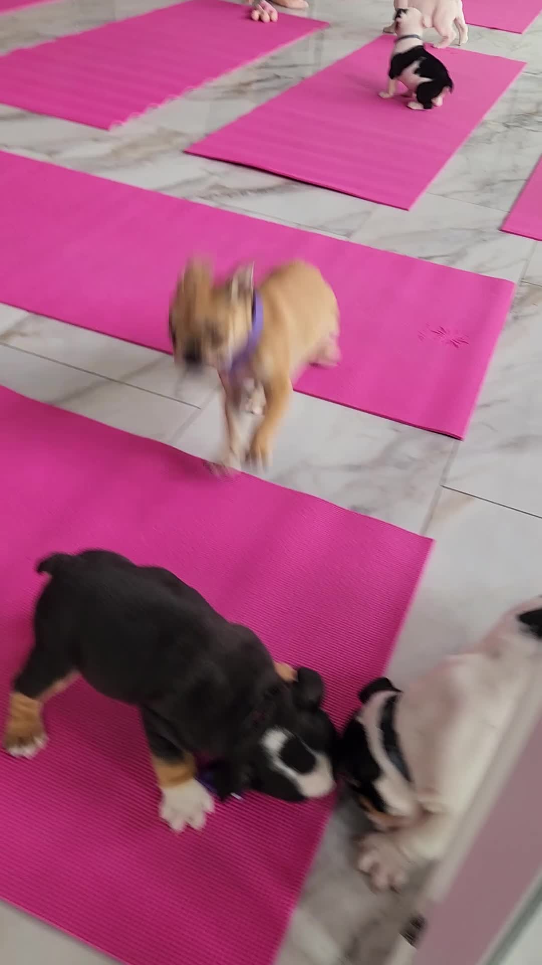English Bulldog dogs for sale: Winter - Video 5