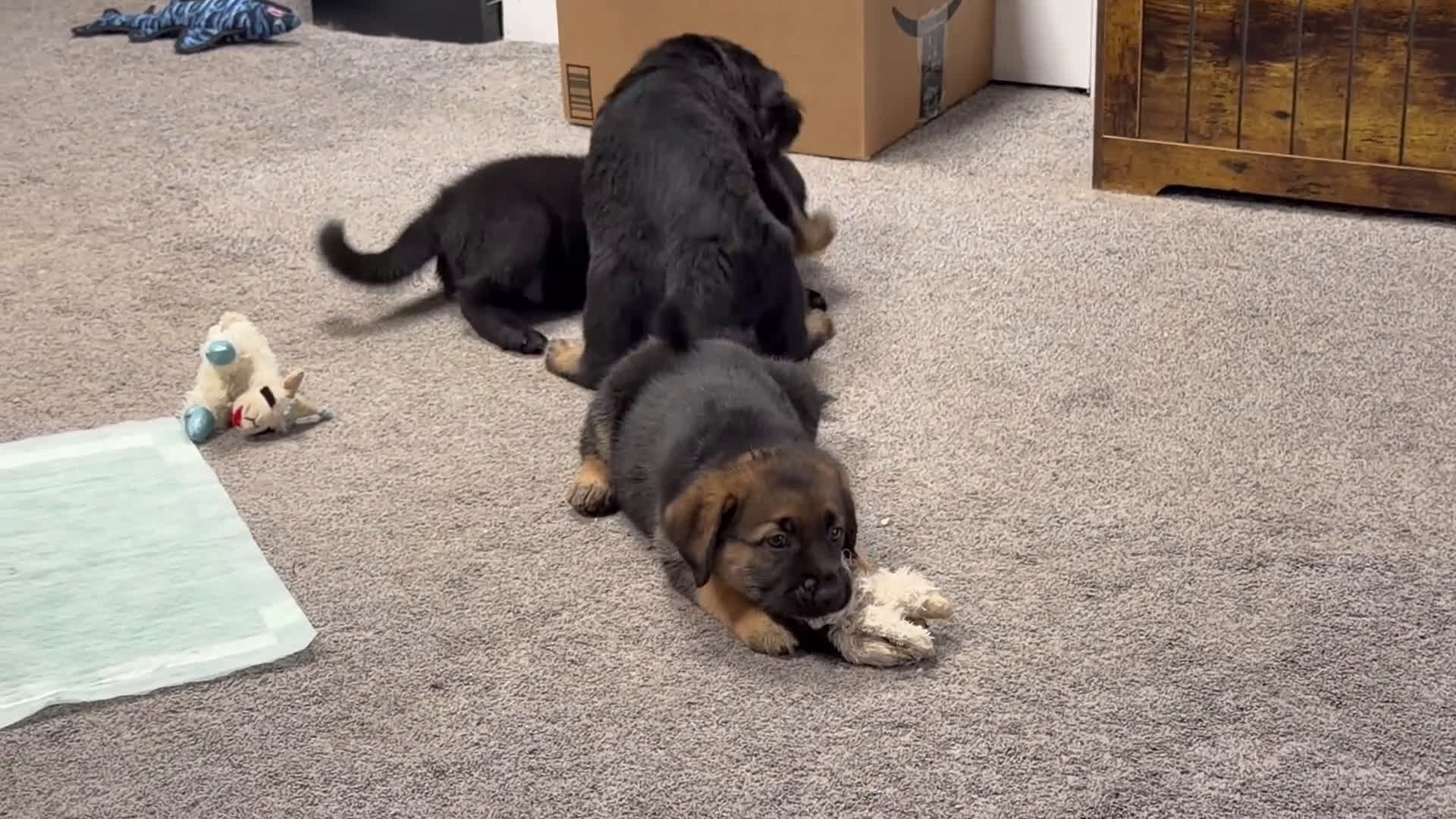 Golden Shepherd dogs for sale: Sour Patch  - Video 1