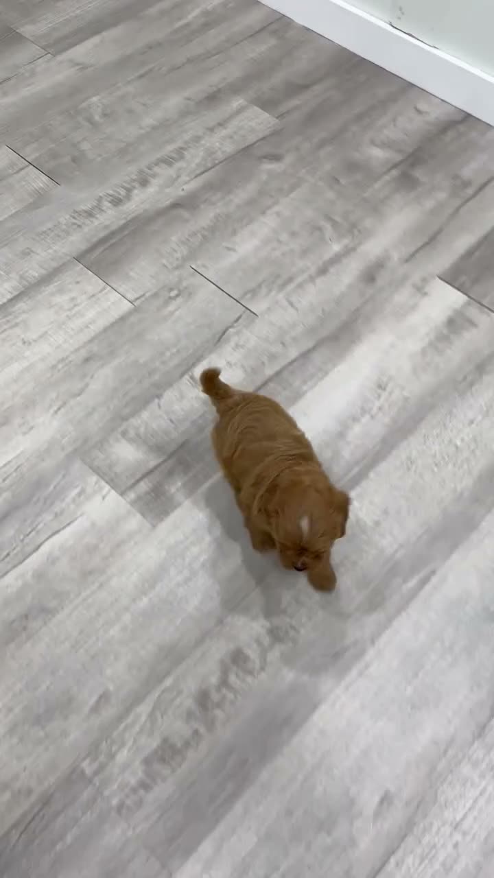 Cavapoo dogs for sale: Goldie - Video 1