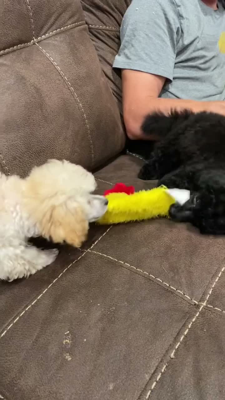 Toy Poodle dogs for sale: Biscuit 🤍🐻‍❄️ - Video 8