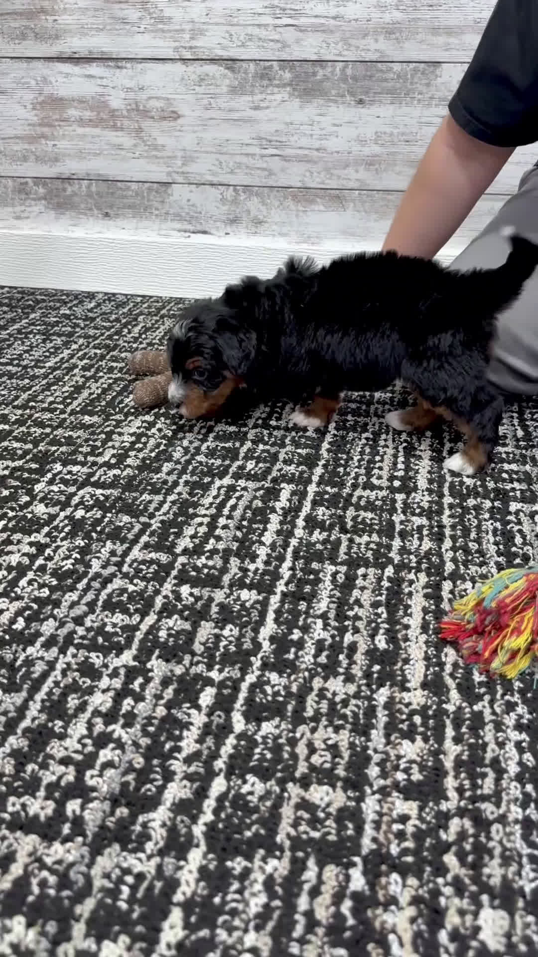 Mini Bernedoodle dogs for sale: 🌹Rosie - Video 1