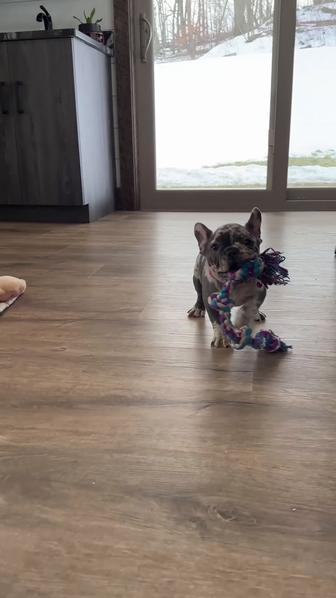 French Bulldog dogs for sale: French Bulldog Puppy 1 - Video 1