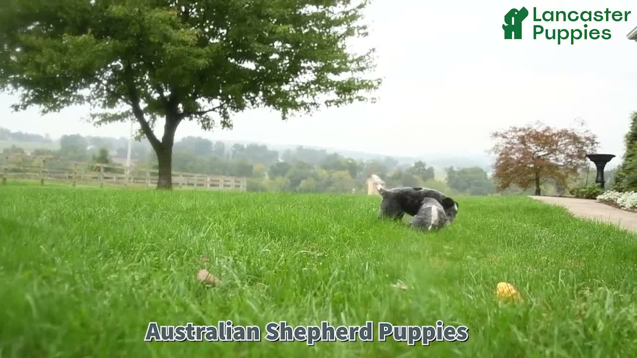 Australian Cattle Dog dogs for sale: Collin - Video 1
