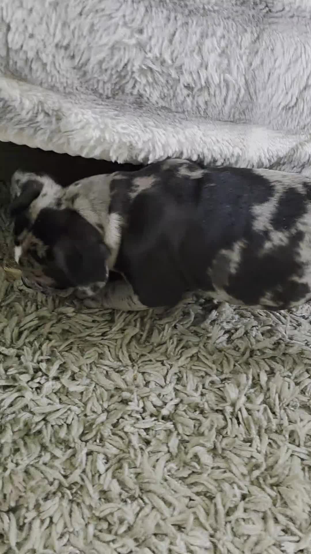 American Bully dogs for sale: Luna - Video 1