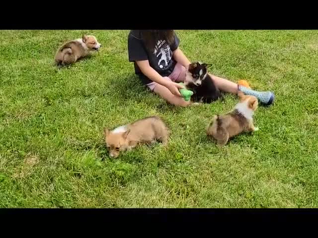 Welsh Corgi Pembroke dogs for sale: Wyatt - Video 1