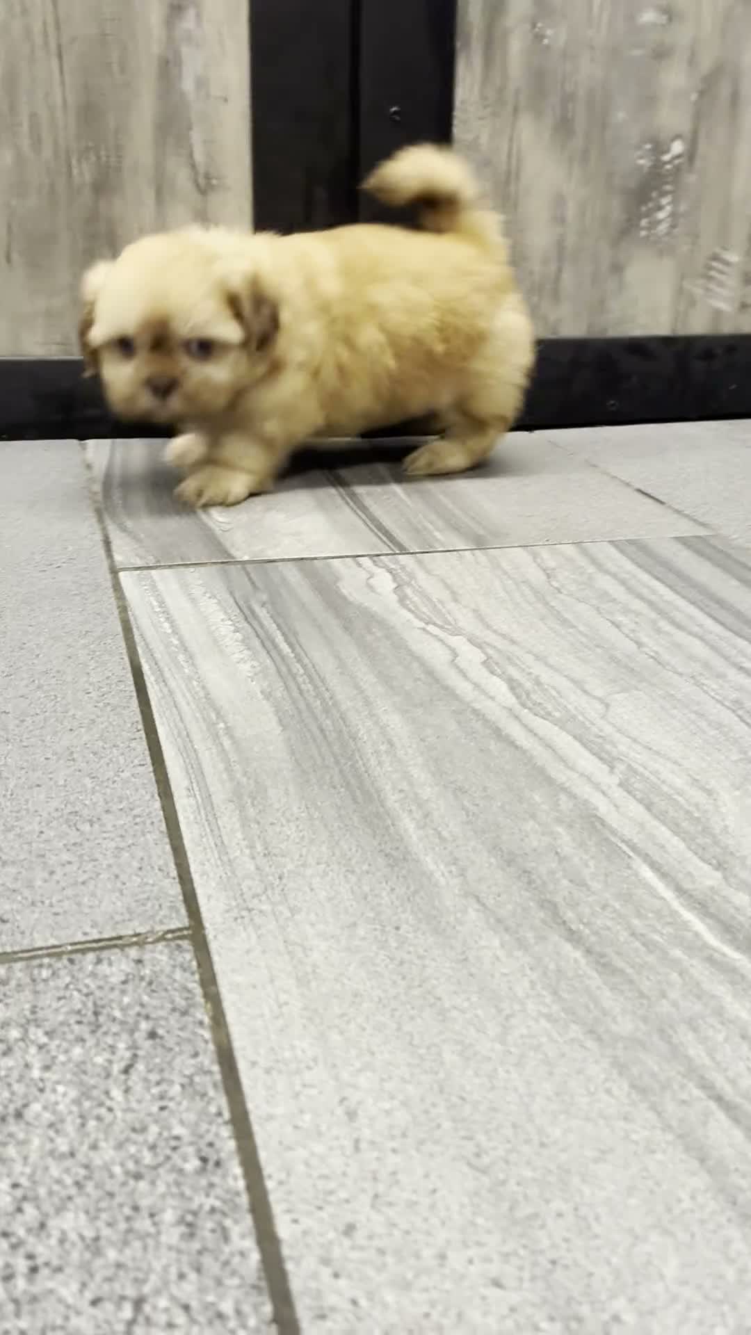 Shih Tzu dogs for sale: Kota (AKC) - Video 1