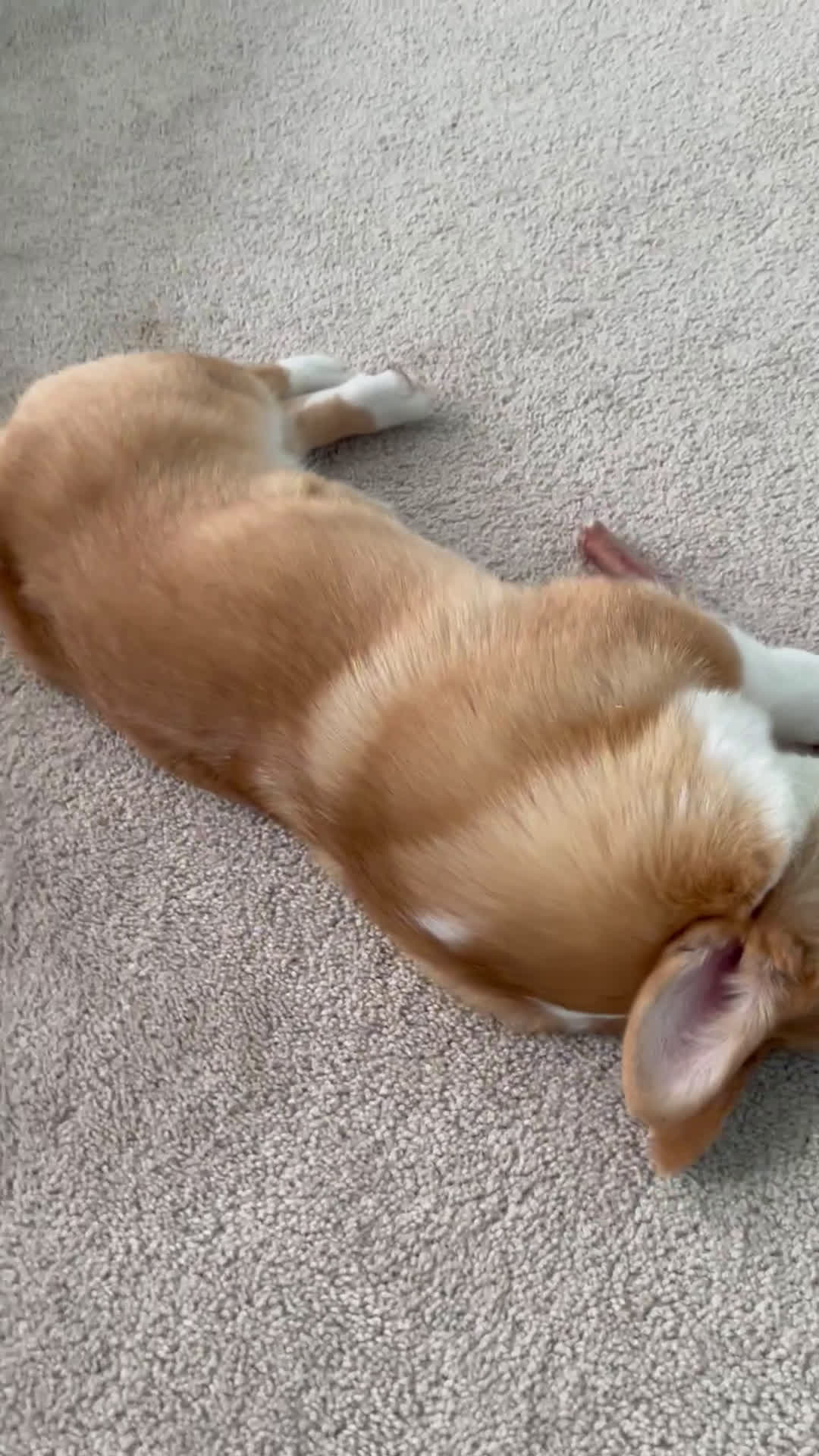 Welsh Corgi Cardigan dogs for stud: rocky  - Video 3