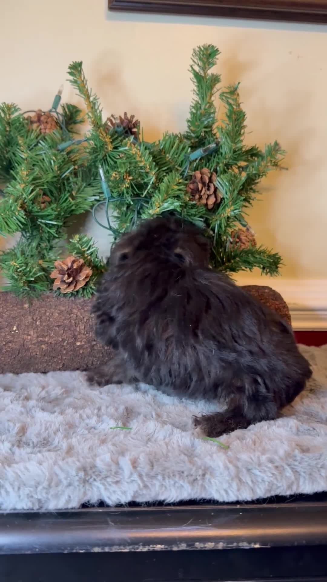 Yorkiepoo dogs for sale: Oreo - Video 1