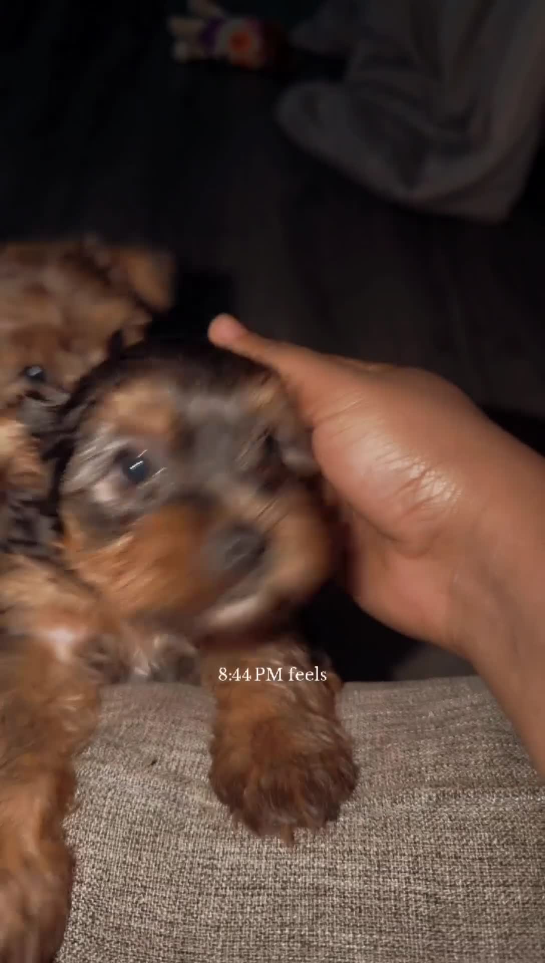 Yorkshire Terrier dogs for sale: Hershey - Video 1