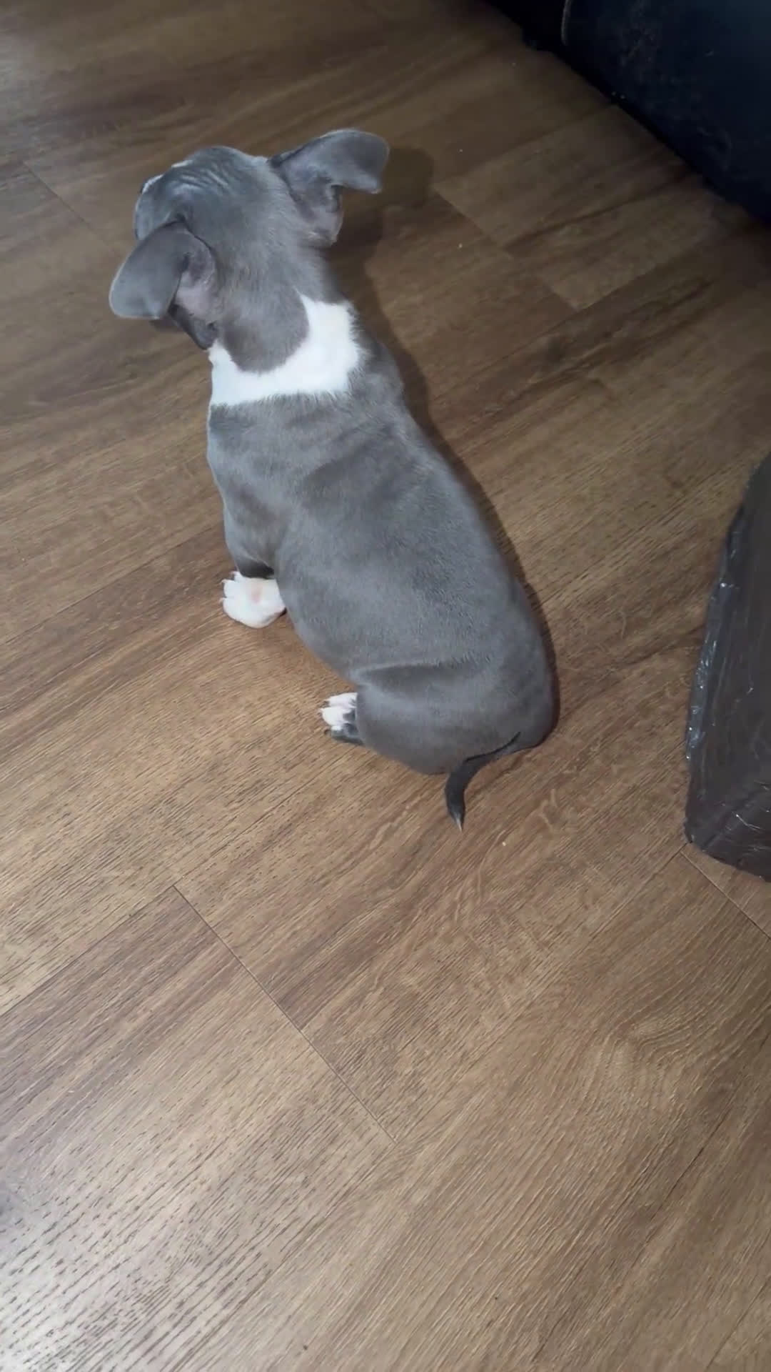 American Bully dogs for sale: American Bully Puppy 1 - Video 1