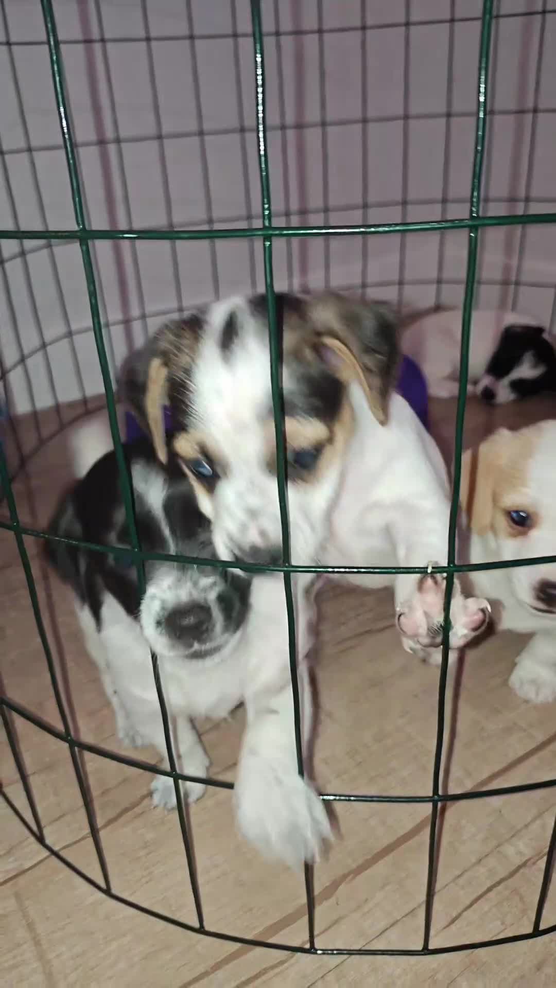 Jack Russell Terrier dogs for sale: Jack Russell Terrier 4 - Video 1