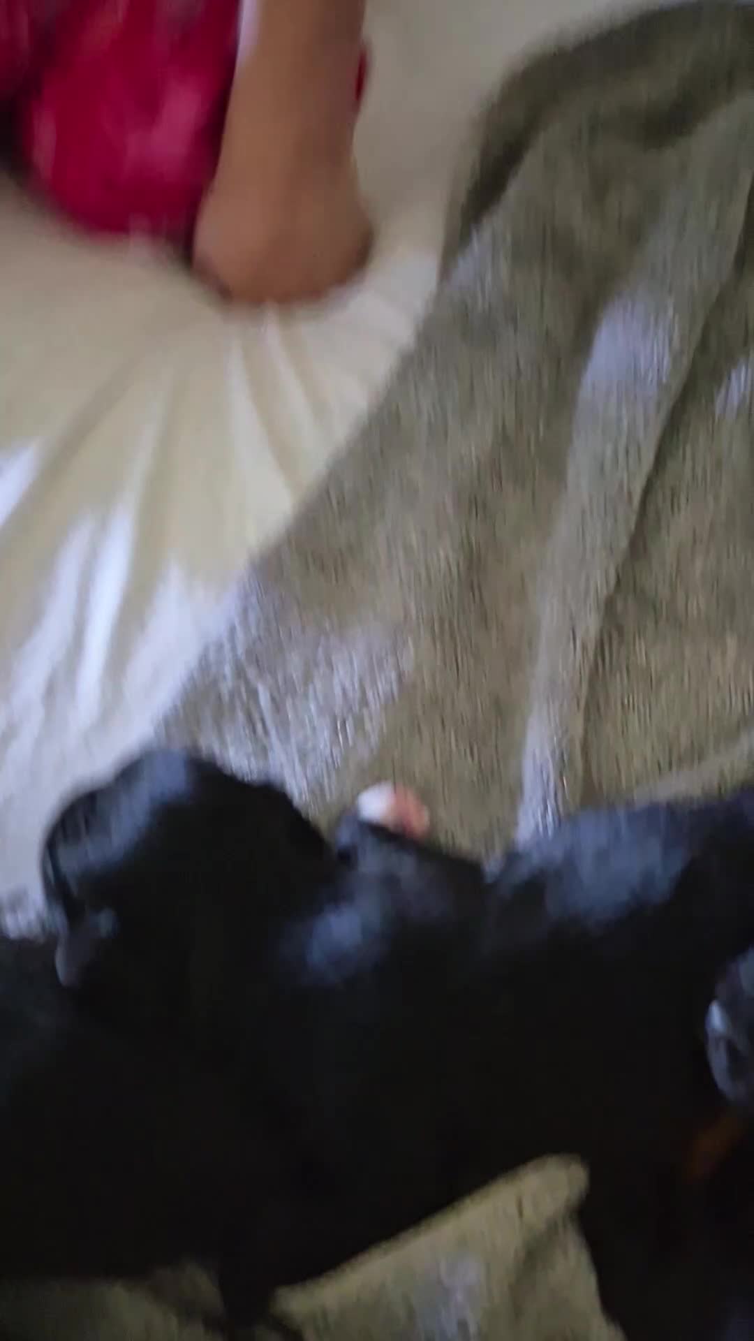 Mixed Breed dogs for sale: Mixed Breed 5 - Video 2