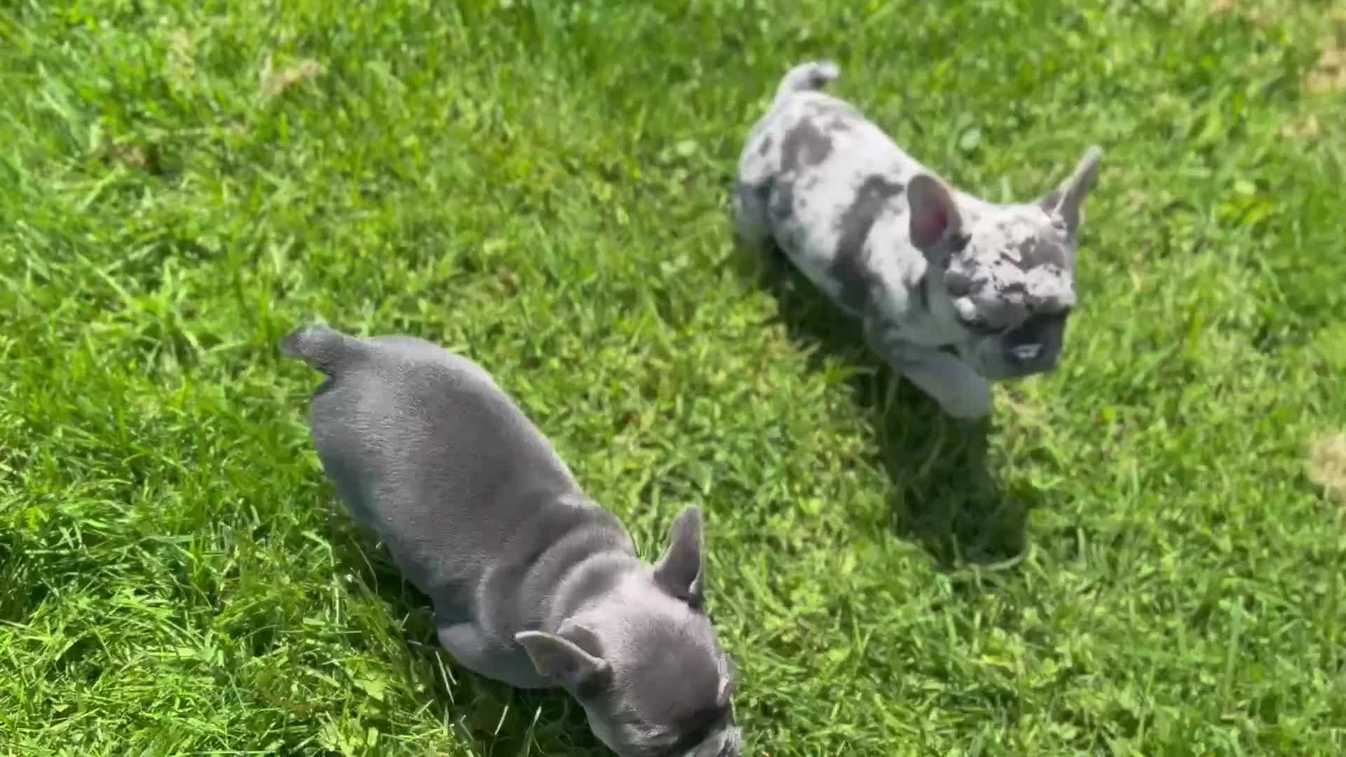 French Bulldog dogs for sale: Charlotte Mousse - Video 7
