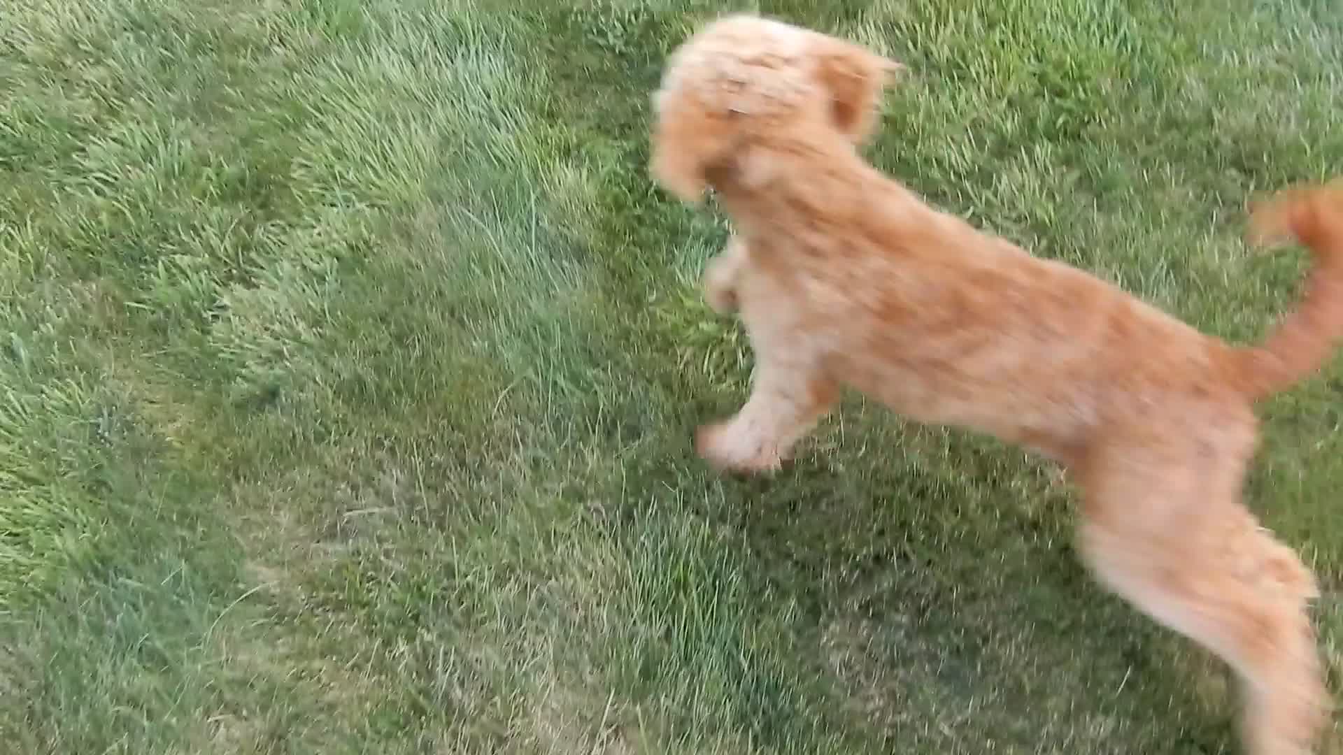 Mini Goldendoodle dogs for sale: Douglas - Video 1