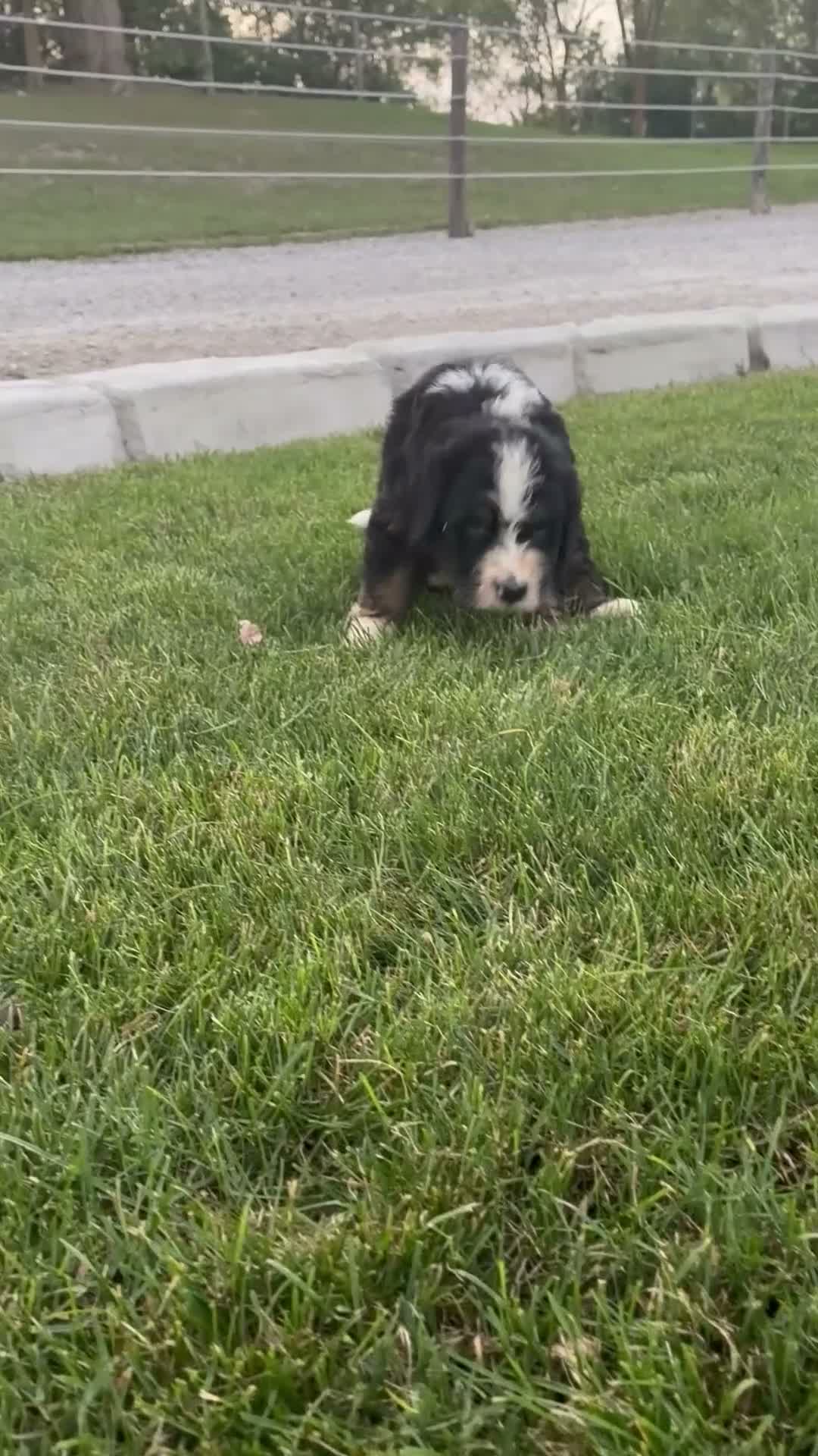 Bernedoodle dogs for sale: River - Video 1