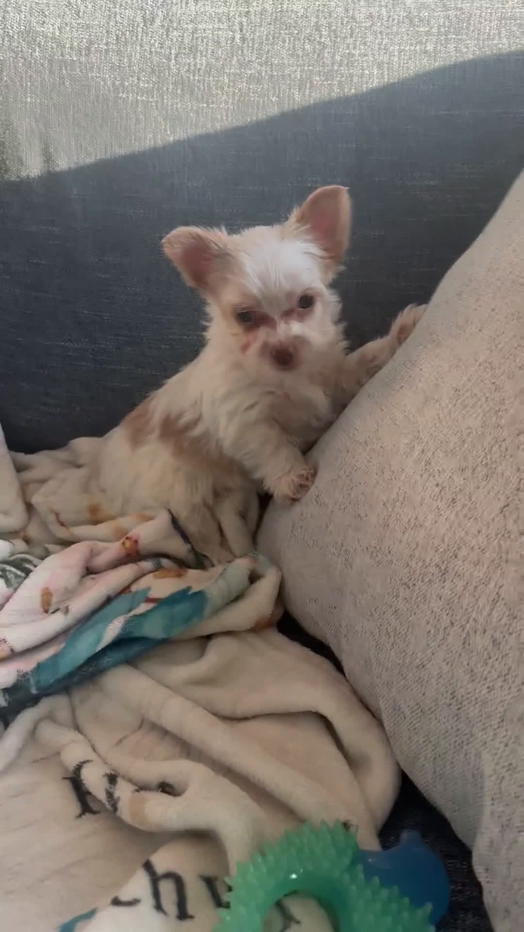 Yorkshire Terrier dogs for sale: AKC Glacierpaw - Video 1