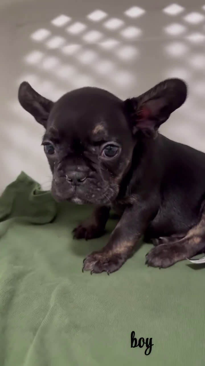 French Bulldog dogs for sale: French Bulldog Puppy 3 - Video 1