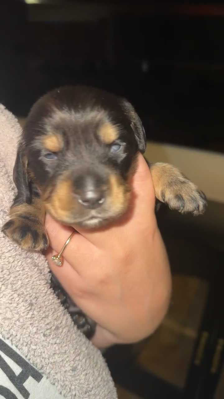 Dachshund dogs for sale: Dachshund Puppy 1 - Video 1