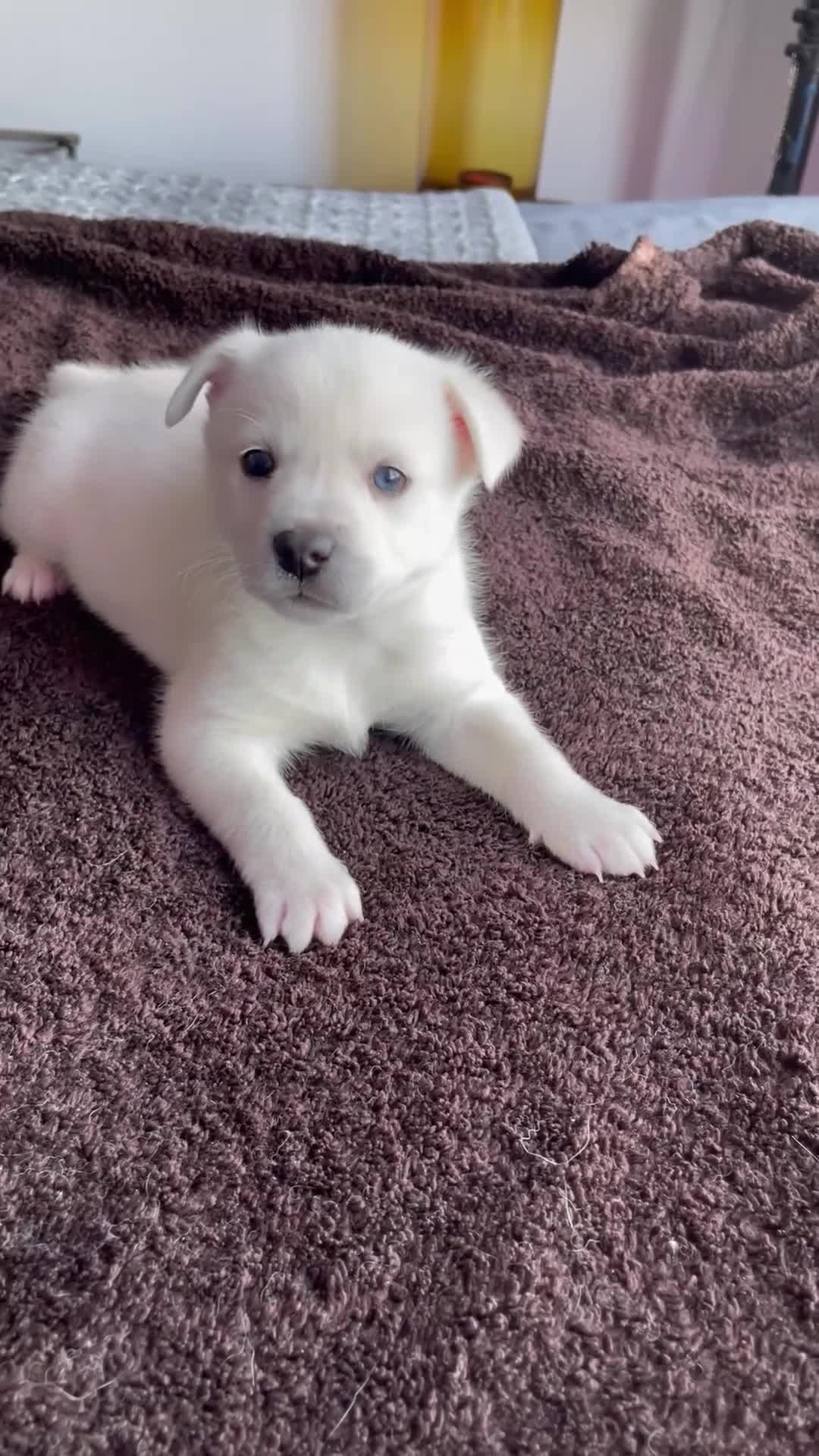 Alaskan Klee Kai dogs for sale: Storm Cloud (Stormy) - Video 2